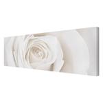 Afbeelding Pretty White Rose I canvas/massief sparrenhout - meerdere kleuren - 120 x 40 cm