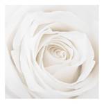 Tableau déco Pretty White Rose II Verre de sécurité ESG - Multicolore - 30 x 30 cm