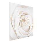 Bild Pretty White Rose II ESG Sicherheitsglas - Mehrfarbig - 30 x 30 cm