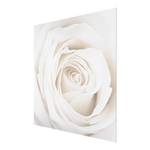 Tableau déco Pretty White Rose II Verre de sécurité ESG - Multicolore - 30 x 30 cm