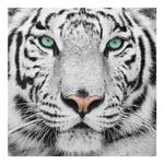 Wei脽er Tiger Bild