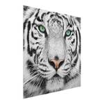 Tableau déco tigre blanc Verre de sécurité ESG - Multicolore - 50 x 50 cm