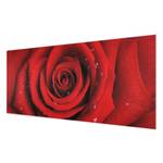 Bild Rote Rose mit Wassertropfen ESG Sicherheitsglas - Mehrfarbig - 100 x 40 cm
