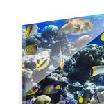 Tableau déco Underwater Reef Verre de sécurité ESG - Multicolore - 80 x 30 cm