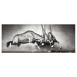 Tableau déco combat d’antilopes Verre de sécurité ESG - Multicolore - 80 x 30 cm