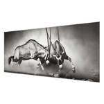 Tableau déco combat d’antilopes Verre de sécurité ESG - Multicolore - 80 x 30 cm