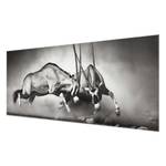 Afbeelding Wild Gevecht ESG-veiligheidsglas - meerdere kleuren - 80 x 30 cm