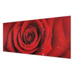 Bild Rote Rose mit Wassertropfen ESG Sicherheitsglas - Mehrfarbig - 80 x 30 cm