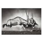 Tableau déco combat d’antilopes 60 x 40 x 0.4 cm