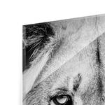 Tableau déco vieux lion Verre de sécurité ESG - Multicolore - 60 x 80 cm