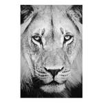 Tableau déco vieux lion Verre de sécurité ESG - Multicolore - 75 x 100 cm