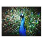 Edler Pfau Bild