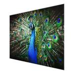 Bild Edler Pfau ESG Sicherheitsglas - Mehrfarbig - 80 x 60 cm