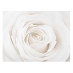 Tableau déco Pretty White Rose II Verre de sécurité ESG - Multicolore - 80 x 60 cm
