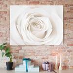 Bild Pretty White Rose II ESG Sicherheitsglas - Mehrfarbig - 80 x 60 cm