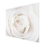 Tableau déco Pretty White Rose II Verre de sécurité ESG - Multicolore - 80 x 60 cm