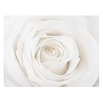 Afbeelding Pretty White Rose II ESG-veiligheidsglas - meerdere kleuren - 100 x 75 cm