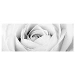 Tableau déco Close Up Rose Verre de sécurité ESG - Multicolore - 100 x 40 cm