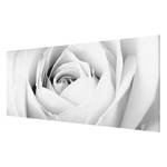 Bild Close Up Rose ESG Sicherheitsglas - Mehrfarbig - 100 x 40 cm