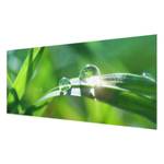 Bild Green Ambiance II ESG Sicherheitsglas - Mehrfarbig - 80 x 30 cm