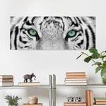 Tableau déco tigre blanc Verre de sécurité ESG - Multicolore - 125 x 50 cm