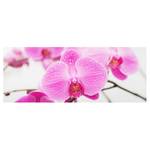 Bild Nahaufnahme Orchidee