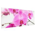 Bild Nahaufnahme Orchidee ESG Sicherheitsglas - Mehrfarbig - 125 x 50 cm