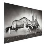 Afbeelding Wild Gevecht ESG-veiligheidsglas - meerdere kleuren - 90 x 60 cm