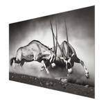 Afbeelding Wild Gevecht ESG-veiligheidsglas - meerdere kleuren - 90 x 60 cm