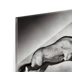 Tableau déco combat d’antilopes Verre de sécurité ESG - Multicolore - 90 x 60 cm