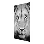 Tableau déco vieux lion Verre de sécurité ESG - Multicolore - 80 x 120 cm