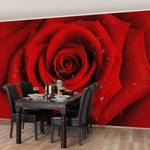 Vliestapete Rote Rose mit Wassertropfen Vliespapier - Rot - 336 x 225 cm