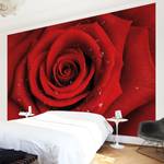 Vliestapete Rote Rose mit Wassertropfen Vliespapier - Rot - 336 x 225 cm