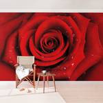 Vliestapete Rote Rose mit Wassertropfen Vliespapier - Rot - 480 x 320 cm
