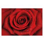 Vliesbehang Rode Roos met Druppels Vliespapier - 384 x 255 cm