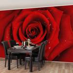 Vliestapete Rote Rose mit Wassertropfen Vliespapier - Rot - 384 x 255 cm