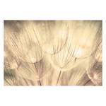 Vliestapete Pusteblumen Sepia Vliespapier - Beige - 480 x 320 cm