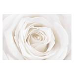 Papier peint Pretty White Rose Papier peint - 384 x 255 cm