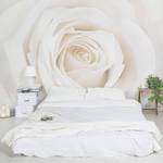 Papier peint Pretty White Rose Papier peint - 432 x 290 cm