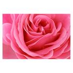 Vliestapete Lustful Pink Rose Vliespapier - Pink - 288 x 190 cm