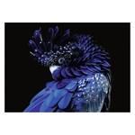 Glasbild Blauer Papagei Glas - Schwarz / Blau