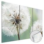 Tableau déco plexiglas Fluffy Dandelions Plexiglas - Blanc / Vert - 60 x 40 cm