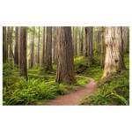 Papier peint intissé Redwood Trail Intissé - Multicolore