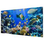 Magnettafel Underwater Reef Stahl / Vinyl-Spezialfolie - Blau