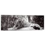 Wandbild Leopard liegend Schwarz / Weiß
