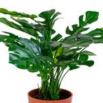 Kunstplant Monstera kunststof - groen - Hoogte: 45 cm