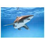 Vlies-fotobehang Great White Shark vlies - blauw