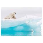 Papier peint intissé Arctic Polar Bear Intissé - Blanc / Bleu