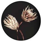 Afbeelding Gedroogde Bloemen Exotisch verwerkt hout - zwart - 50 x 50 x 2 cm
