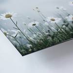 Bild Alpine Meadow Alu-Dibond / Plexiglas - 40 x 50 cm